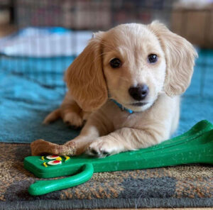 Chelsea ( English Cream Long-haired Dachshund)